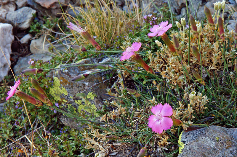 Dianthus morisianus (=D. siculus subsp. tenuifolius/ Garofano di Moris